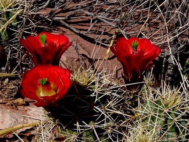 MoabFlowers (1229)